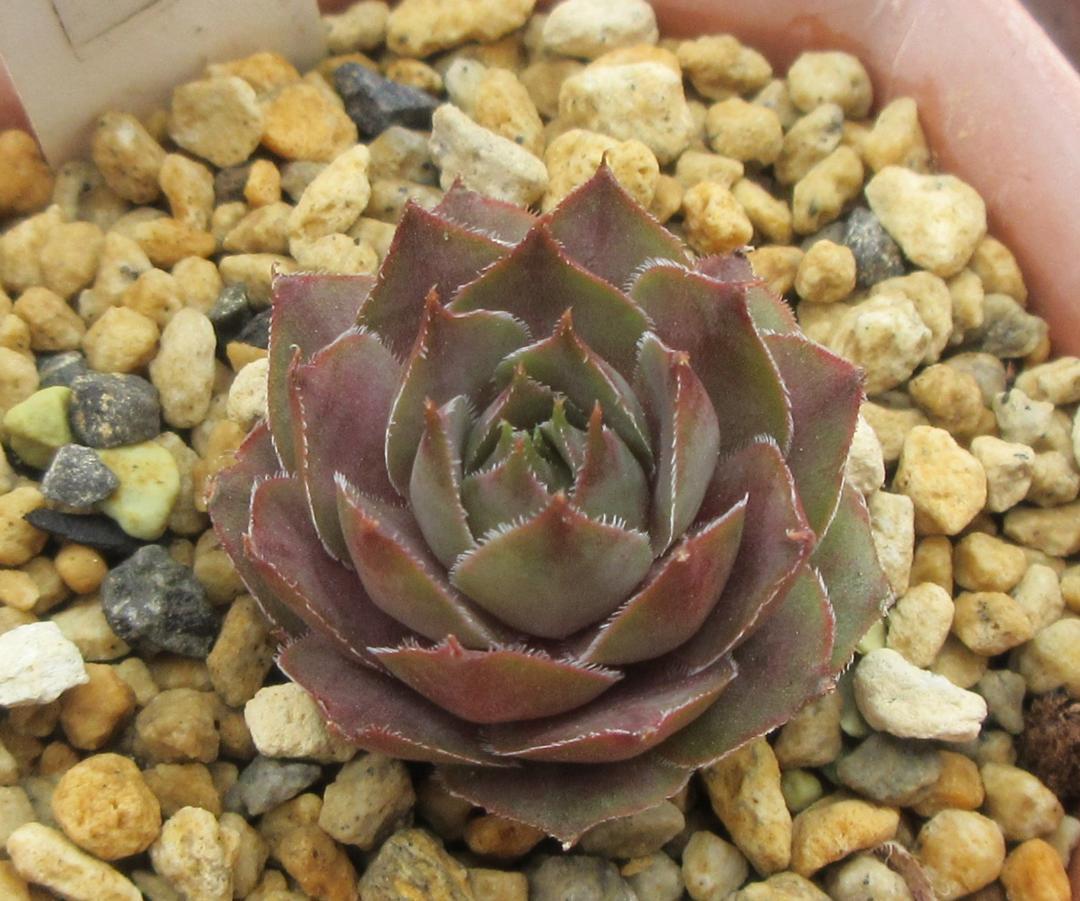 Ｏｒｅｇｏｎ　Ｓｋｙ 　Sempervivum　センペルビブム