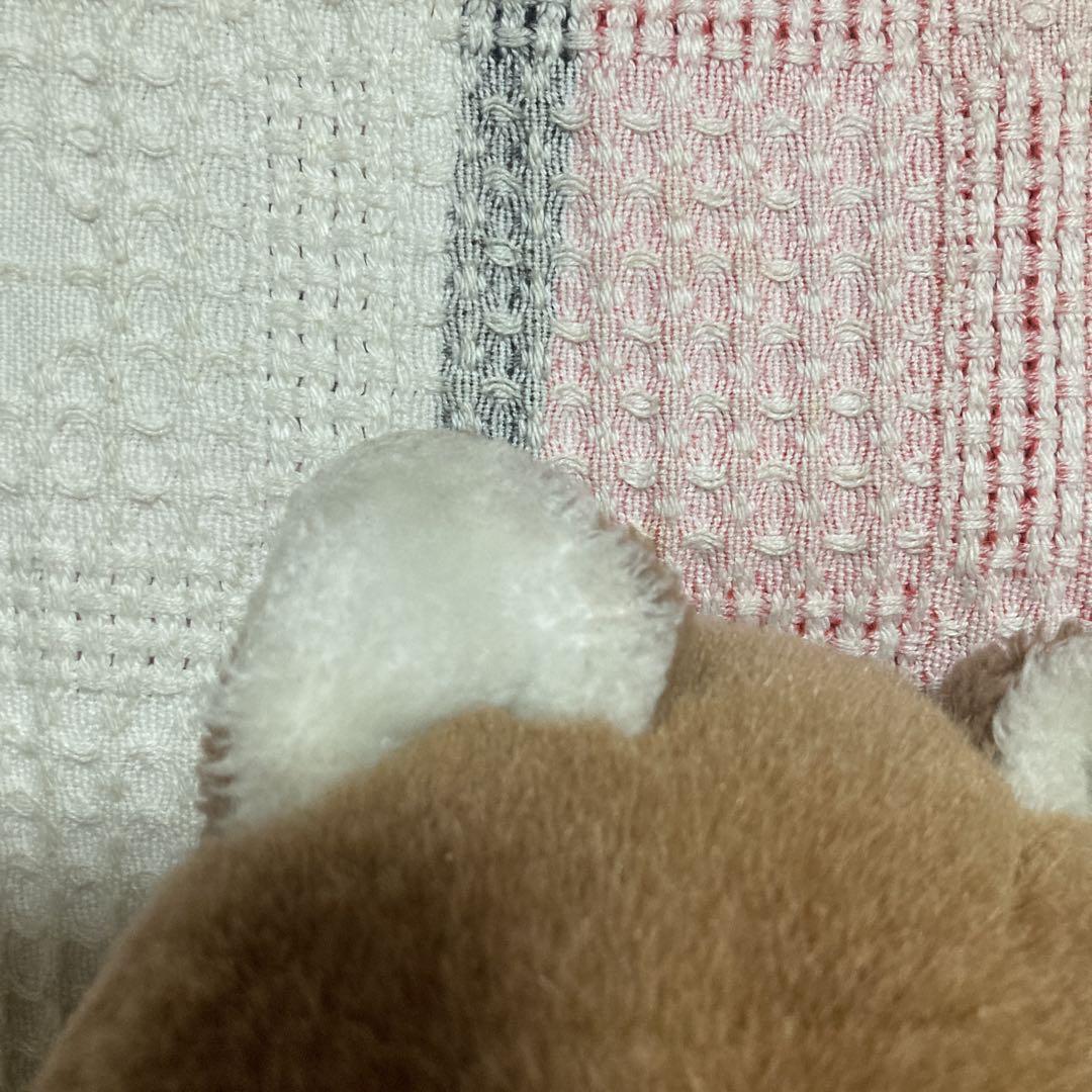 ぬいぐるみの三英　キタキツネ　チロンノプ　ぬいぐるみ　中古品　②