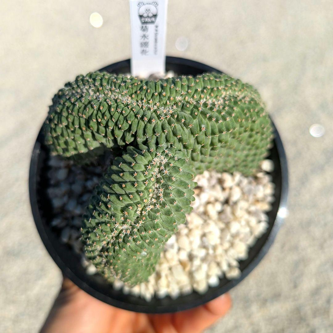 菊水　せっか　鉢ごと発送 菊水 せっか 鉢ごと発送 観葉植物