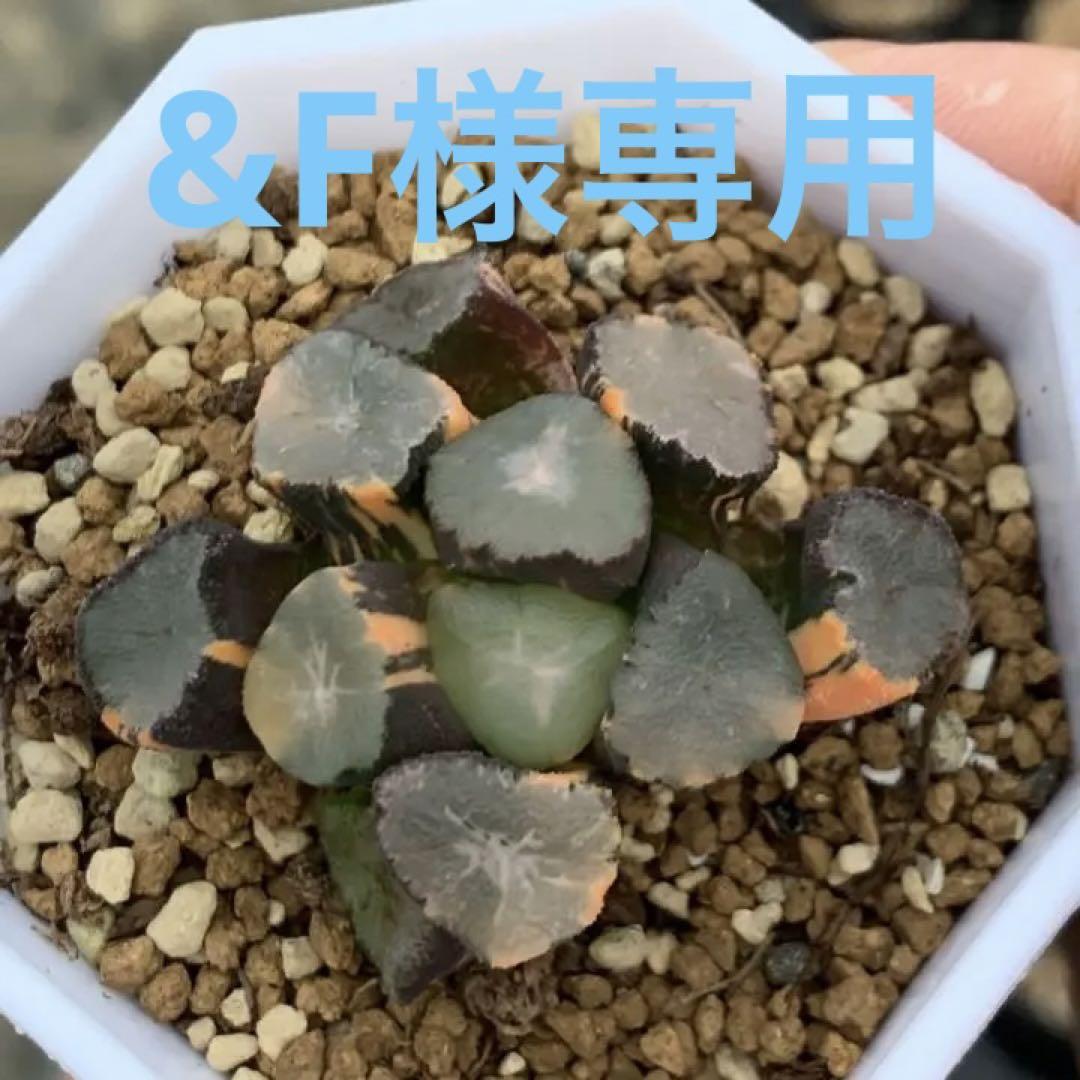 多肉植物 ハオルチア 万象錦 山の翠
