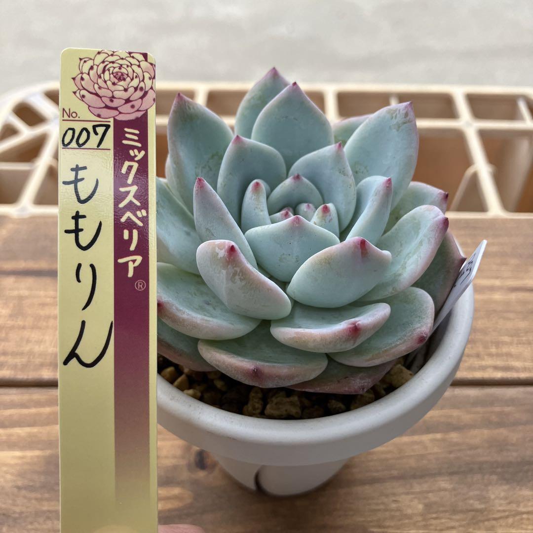 【札付き】　ミックスベリア　ももりん　多肉植物　匿名配送