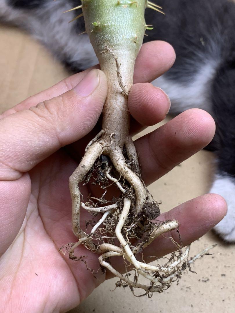 H-J-10 多肉植物 サボテン パキポディウム・アンボンゲンセ (実生)極美