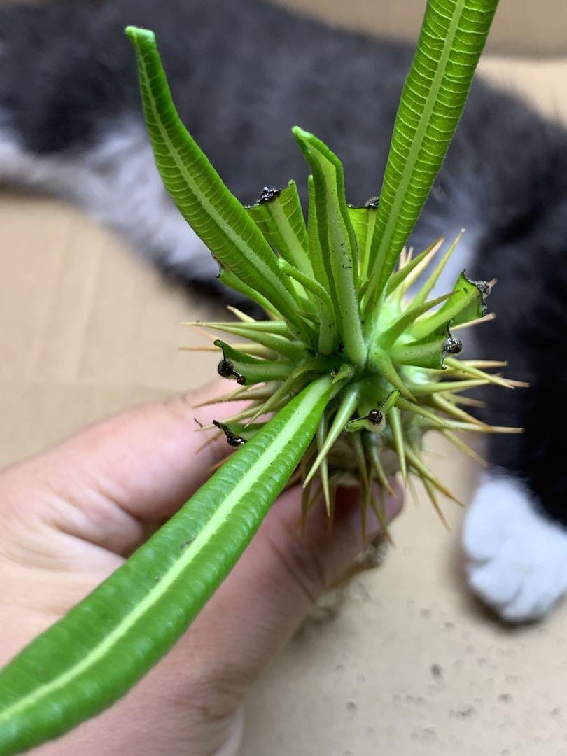 H-J-10 多肉植物 サボテン パキポディウム・アンボンゲンセ (実生)極美