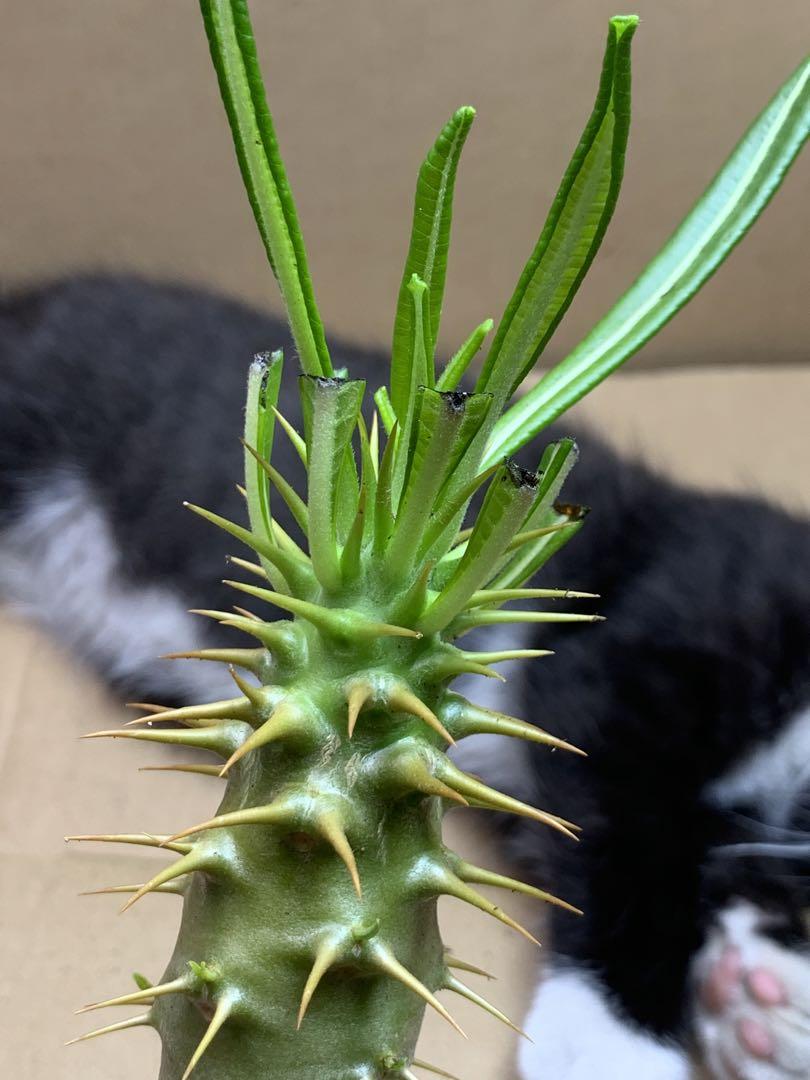 H-J-10 多肉植物 サボテン パキポディウム・アンボンゲンセ (実生)極美