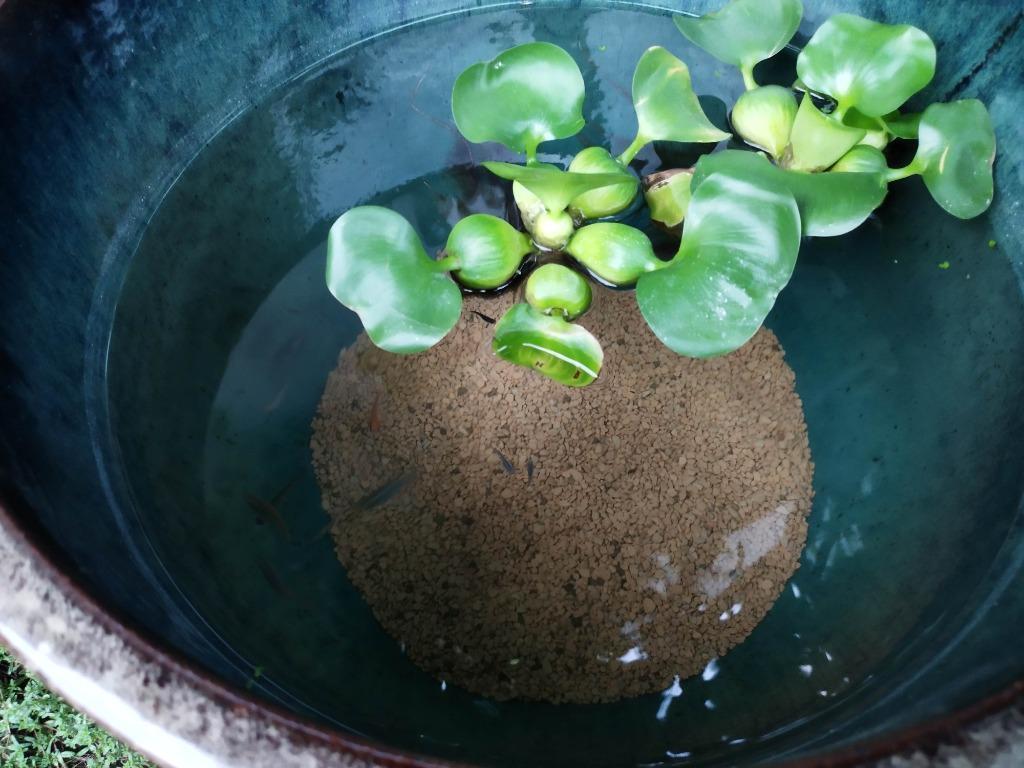 信楽焼 大型メダカ鉢 睡蓮 水鉢 直径62cm