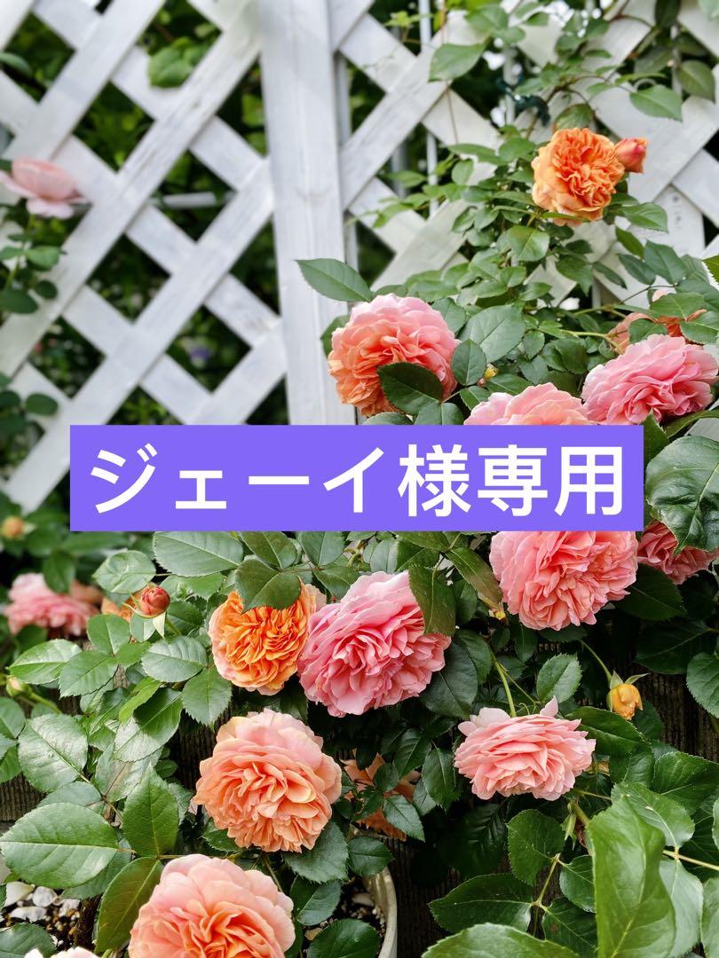 ジェーイ様専用　バラ　挿し穂2本