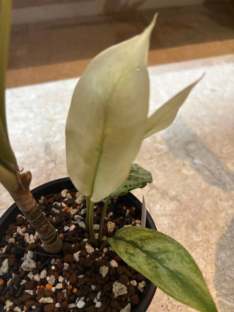 ニチダム 斑入りやや傷や汚れあり