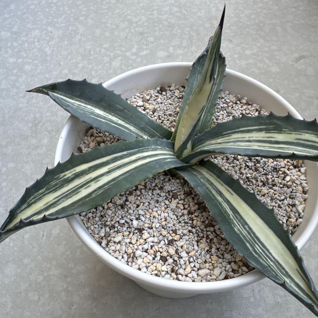 アガベ　アメリカーナ　白縞斑　広がり25cm