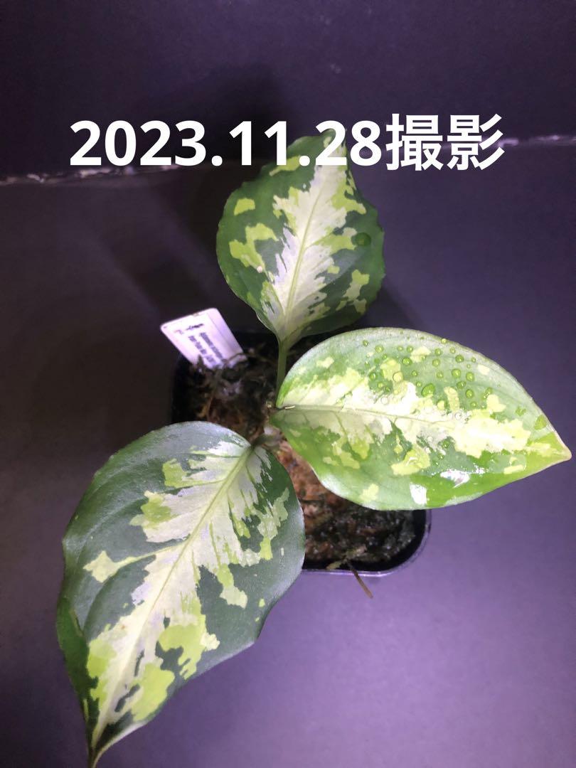 新着 アグラオネマ ピクタム ニルバーシュ 植物/観葉植物