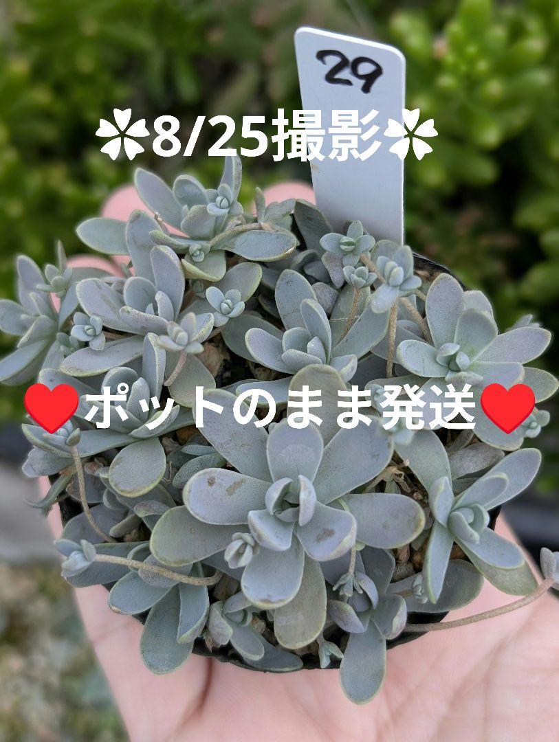 多肉植物 子持ち蓮華 荷車入り 子持ち蓮華錦 多肉植物 - メルカリ