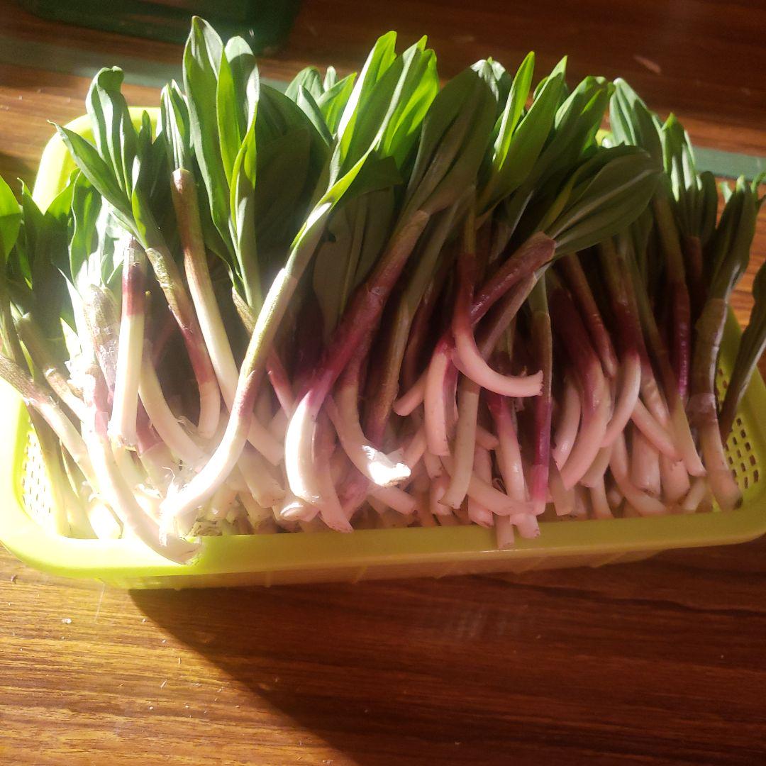 北海道 道南産 行者ニンニク 1kg本日収穫 - 根菜・豆類・もやし