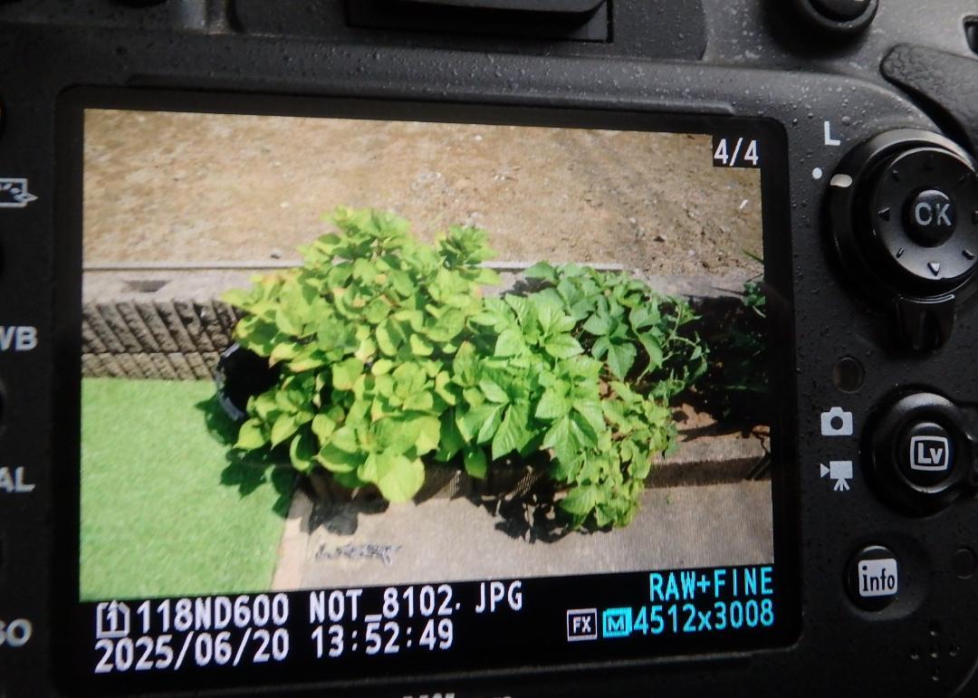 Nikon D600 デジタル一眼レフと24-85ｍｍズームレンズ