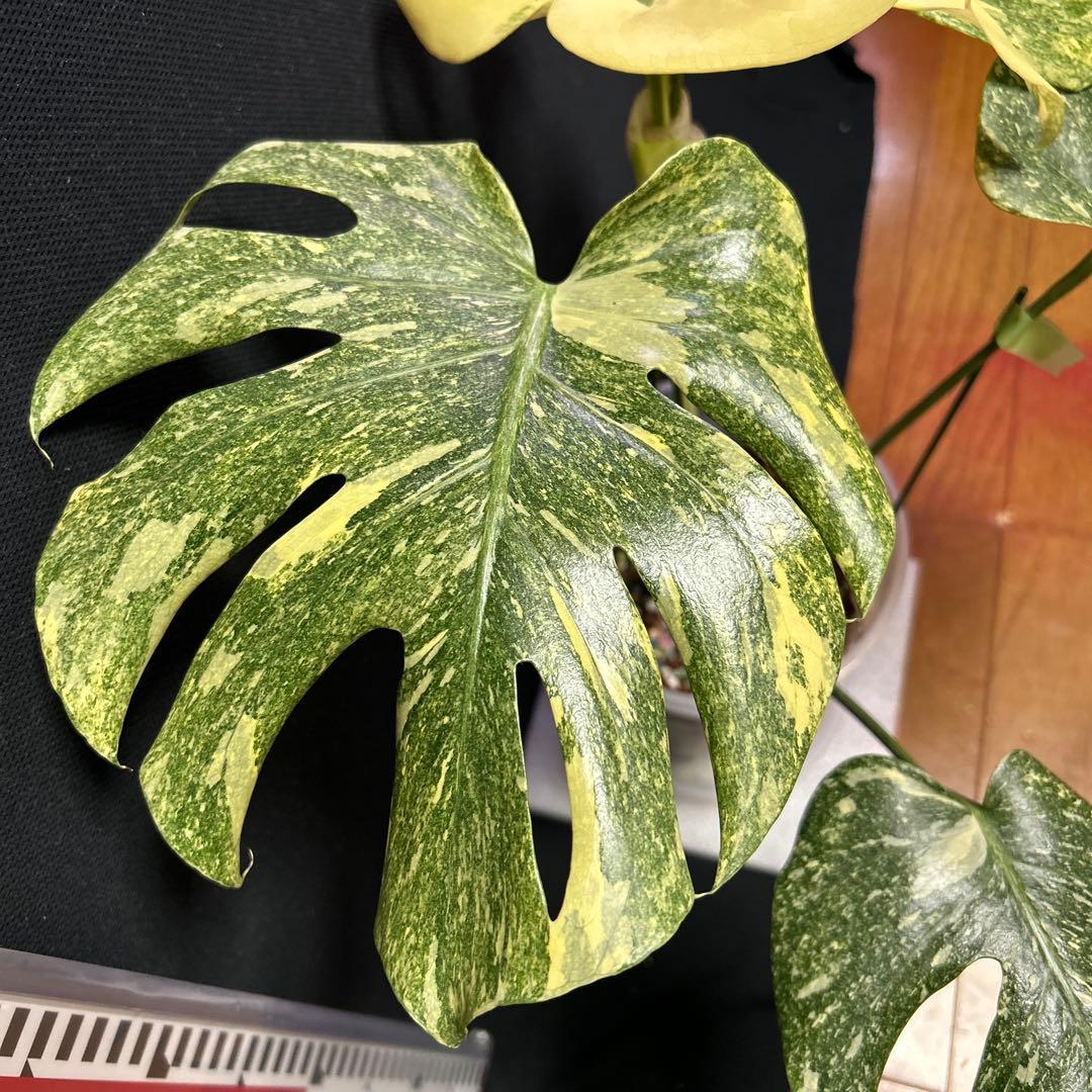 グリーンスノー鉢植え発送目立った傷や汚れなし