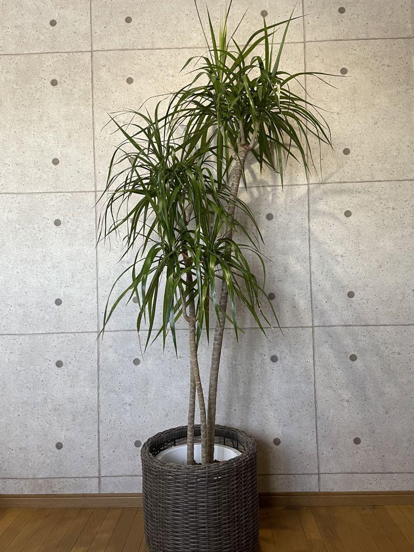 大型観葉植物　コンシネ　特大２１５センチ 直接引取り大歓迎　埼玉県久喜市　配送可その他観葉植物