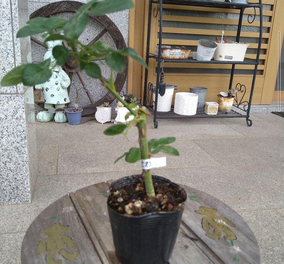 バラ苗　和バラ3苗　バラ挿し木