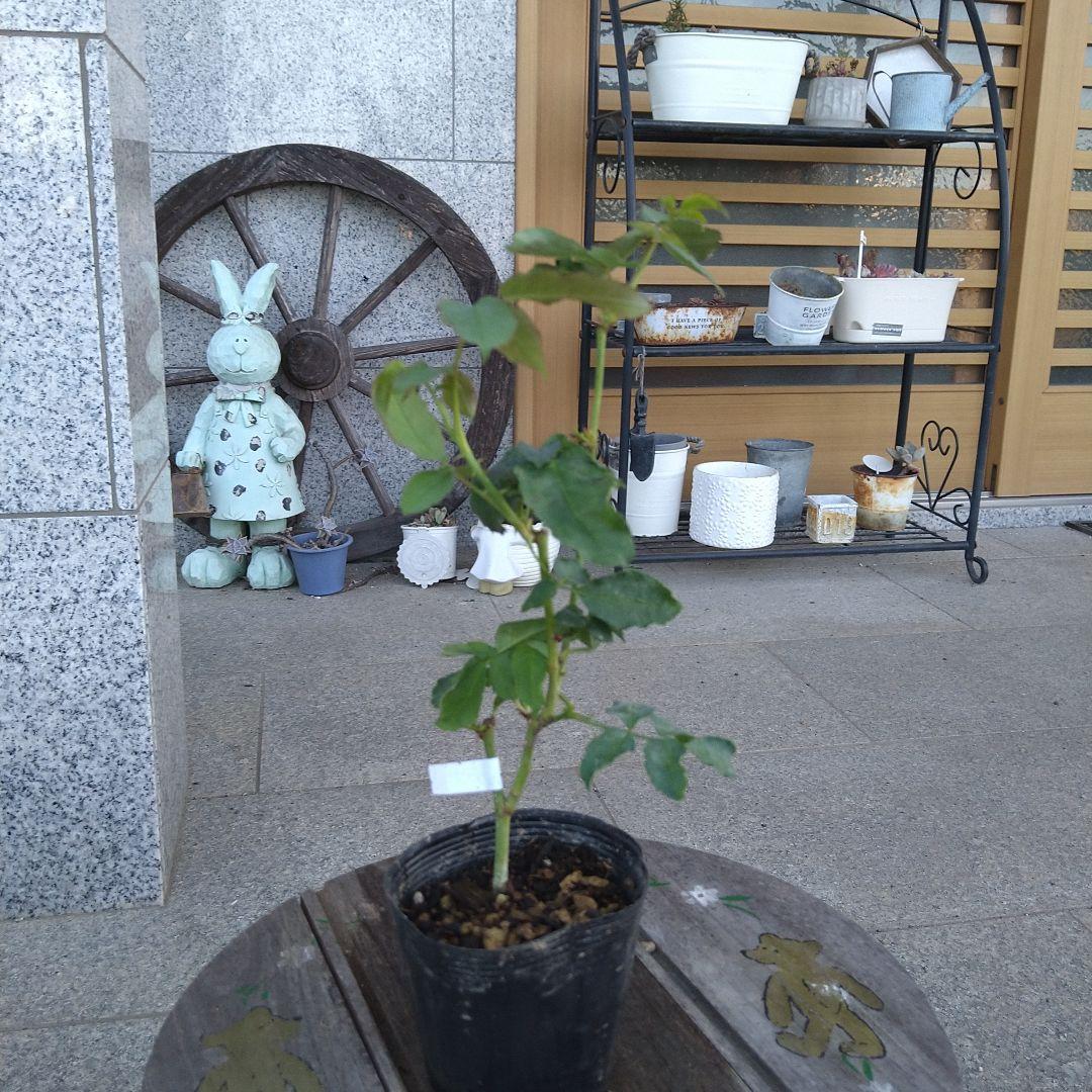バラ苗　和バラ3苗　バラ挿し木