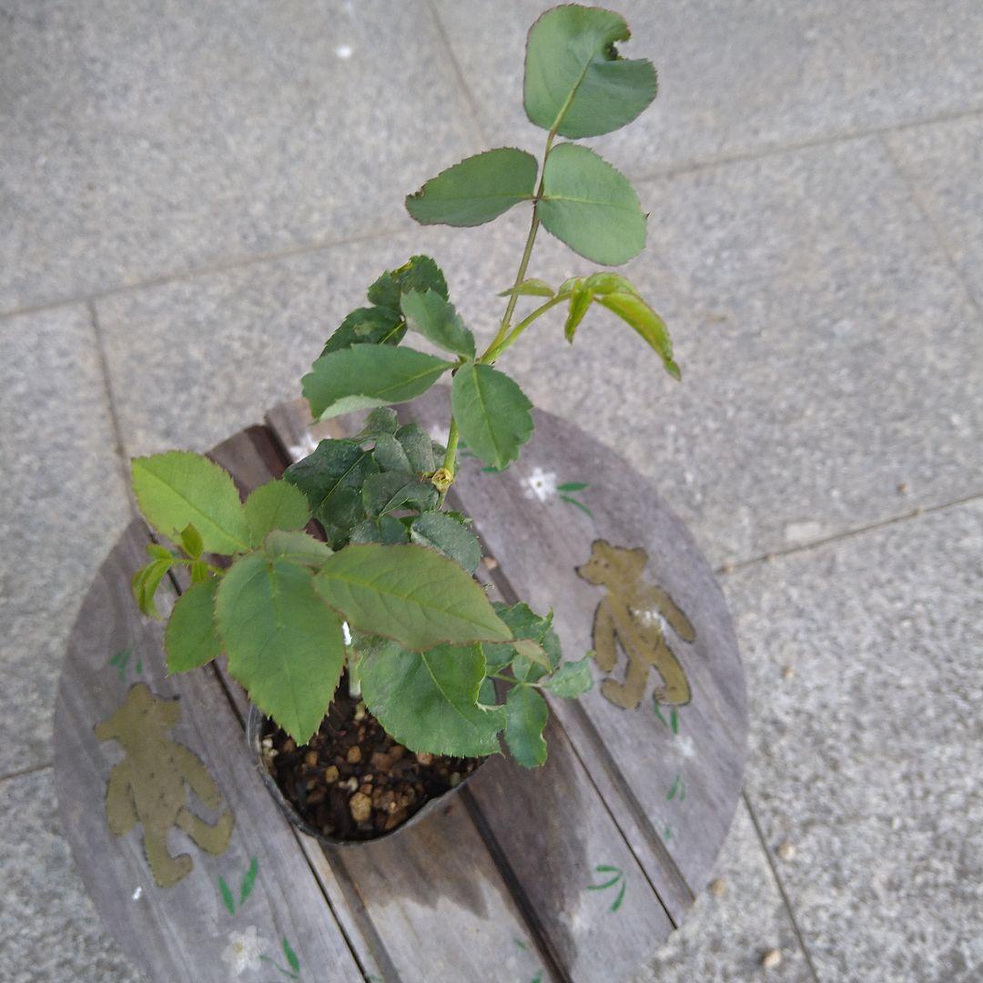 バラ苗　和バラ3苗　バラ挿し木