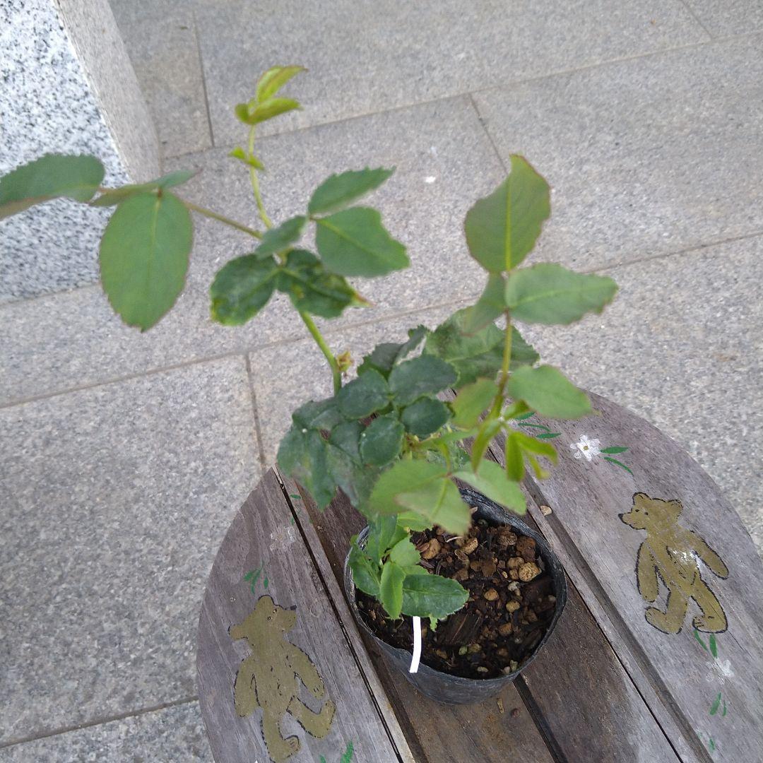 バラ苗　和バラ3苗　バラ挿し木
