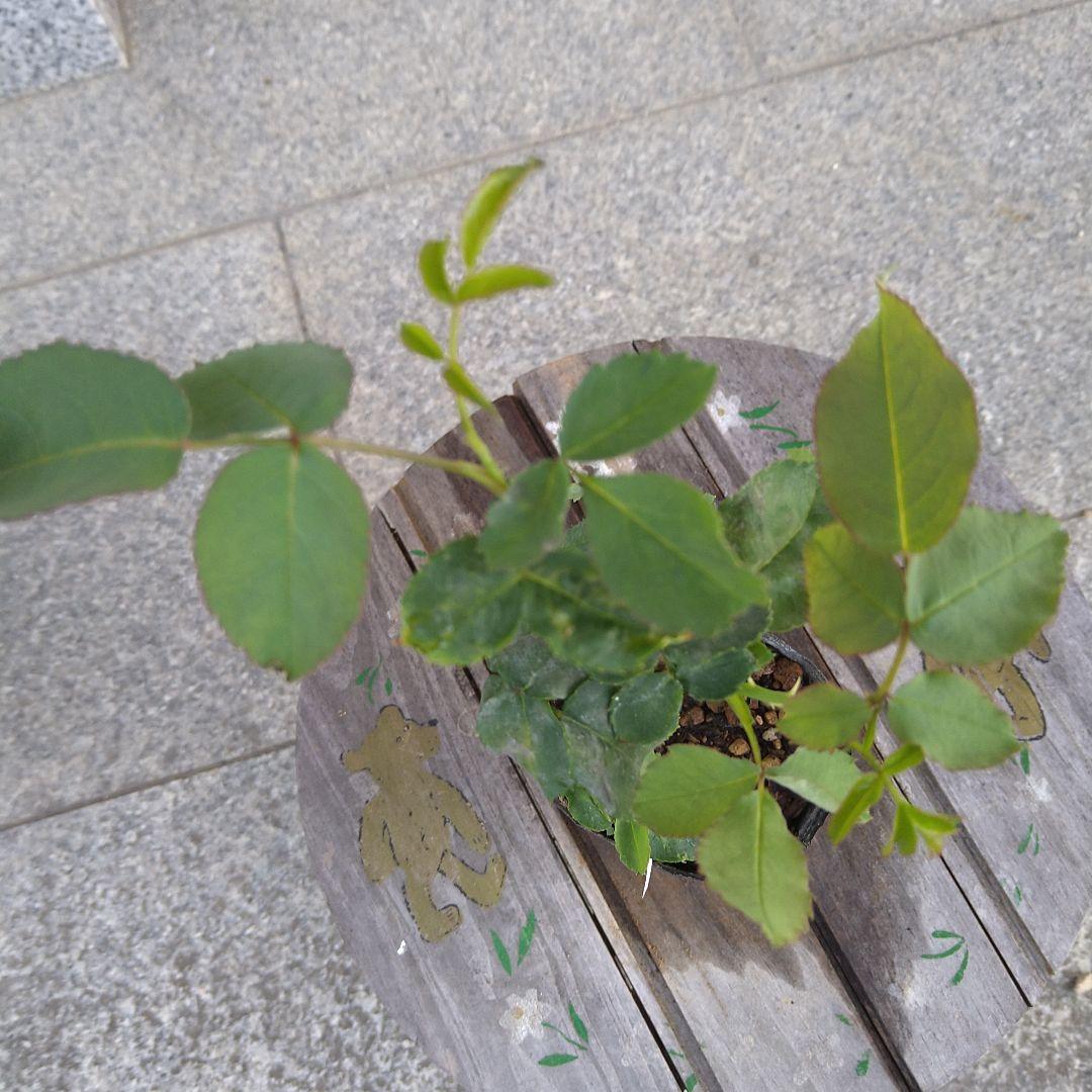 バラ苗　和バラ3苗　バラ挿し木