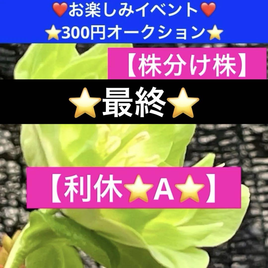 の*ん様 ⭐️最終❤️お楽しみイベント❤️300円オークション⭐️700【利休A