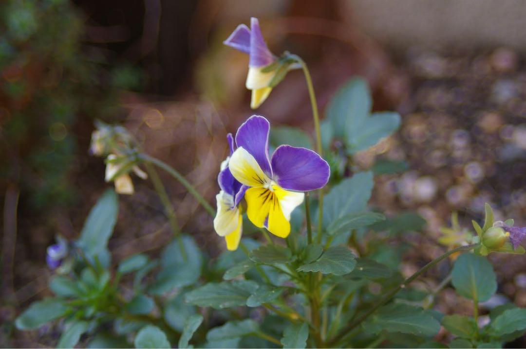 ペンタックスPENTAX ist DL イスト　28-80 Fレンズ　動作確認済