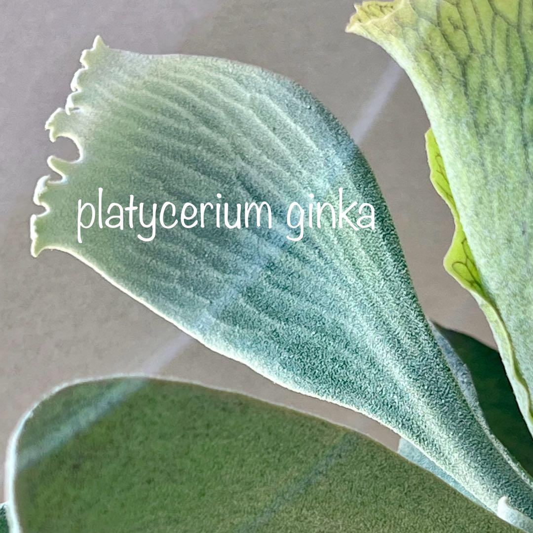 ginka 銀華