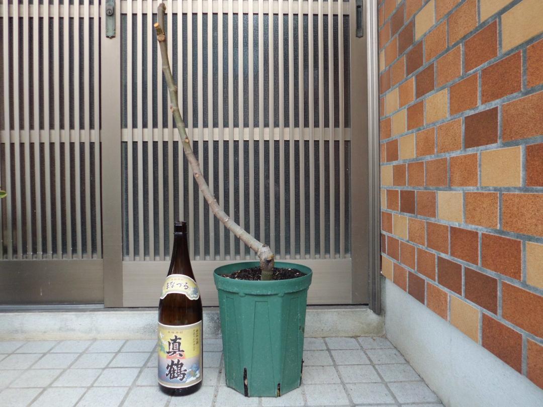 イチジク 苗木 Madeira Island Black 1年生接ぎ木苗 大苗