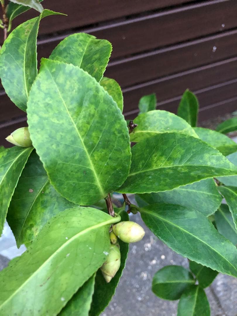 椿 鉢底約100cm目立った傷や汚れなし