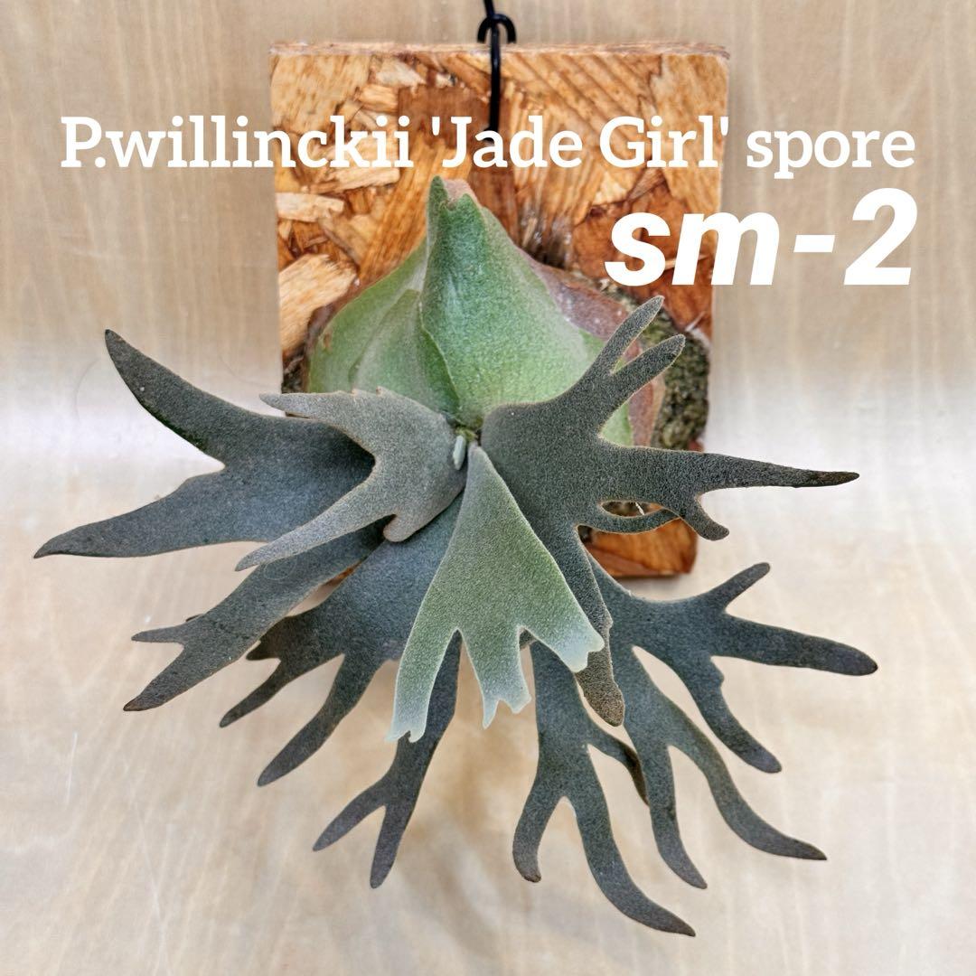 ジサクボ | P.willinckii jade girl sporeling なかなか綺麗な