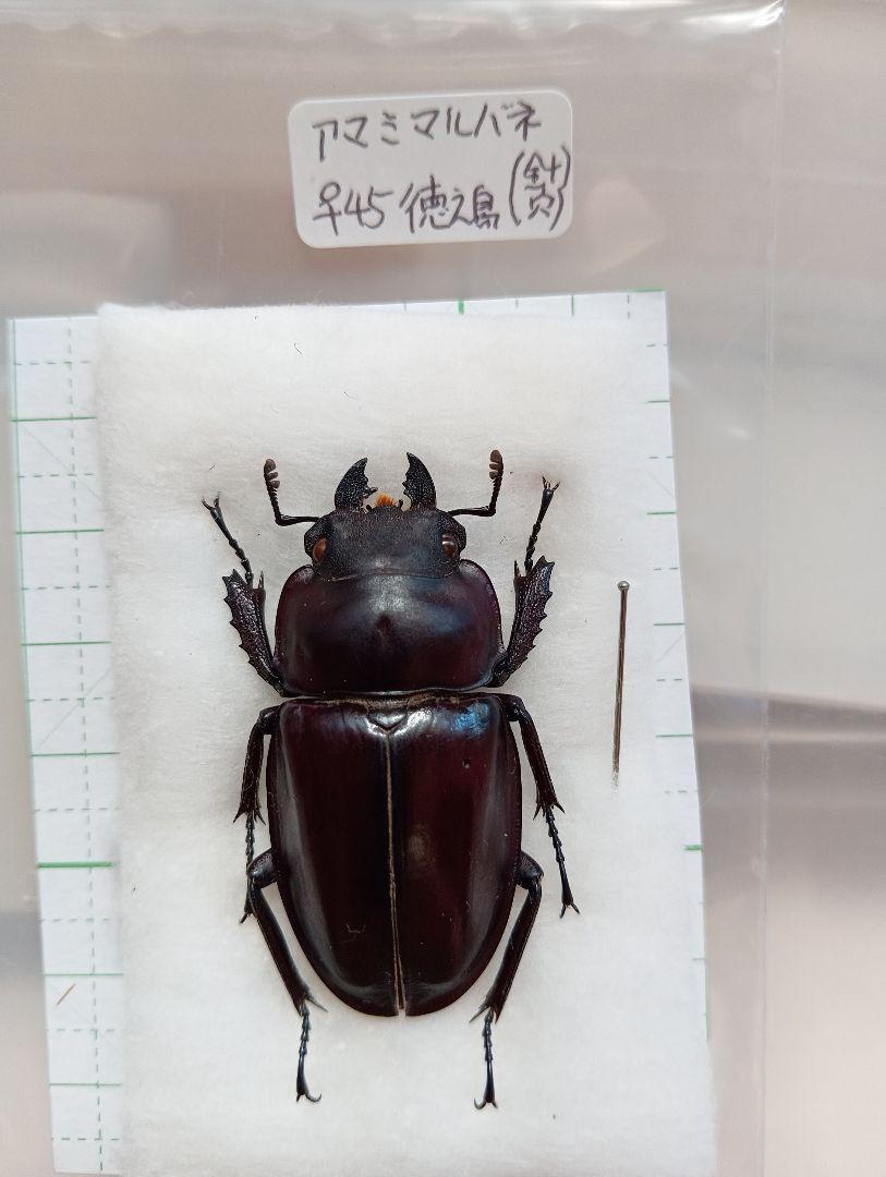アマミマルバネ（徳之島）♀45ミリ