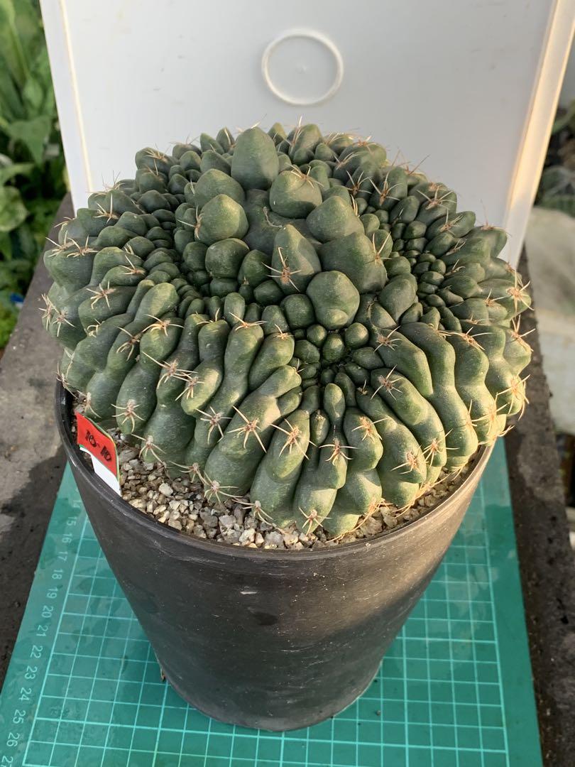 緋花玉 鉢付