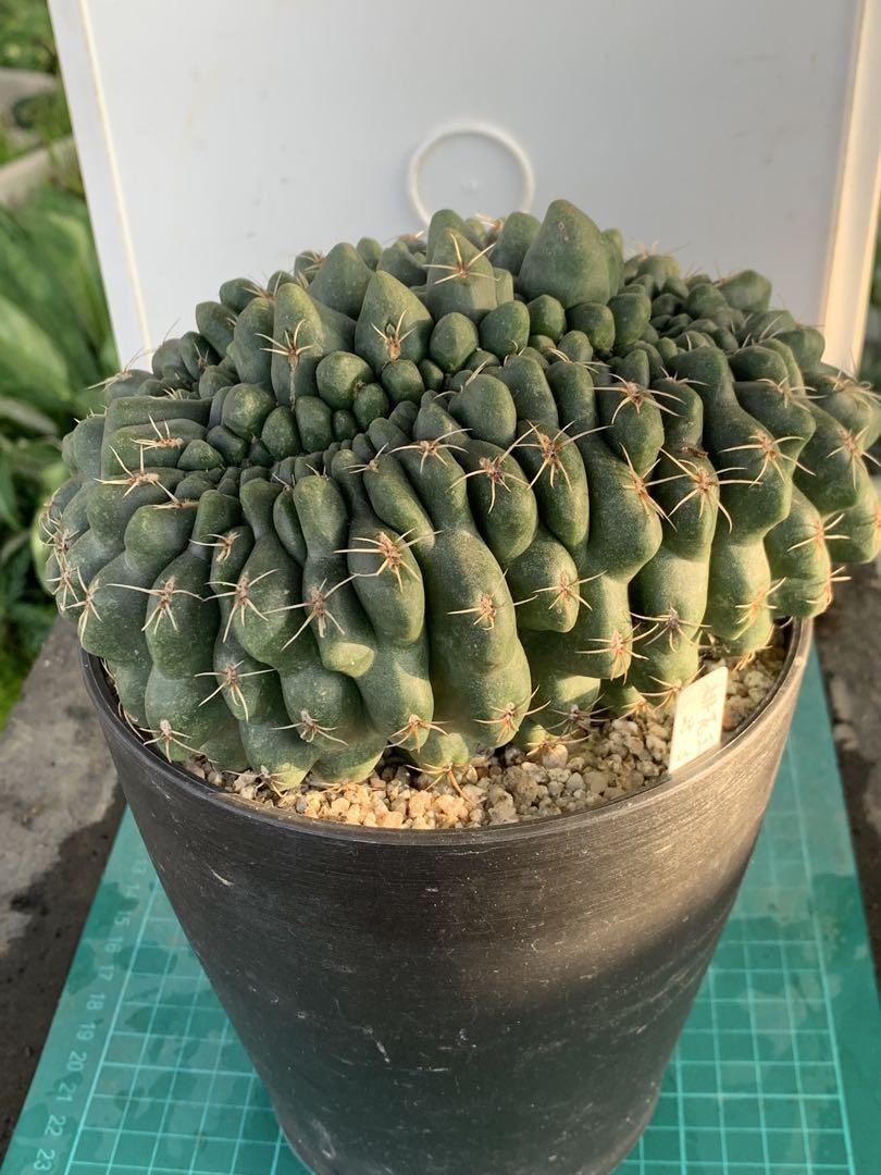 鉢付