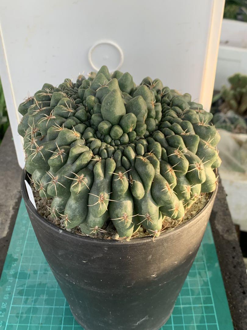鉢付 Gymnocalycium