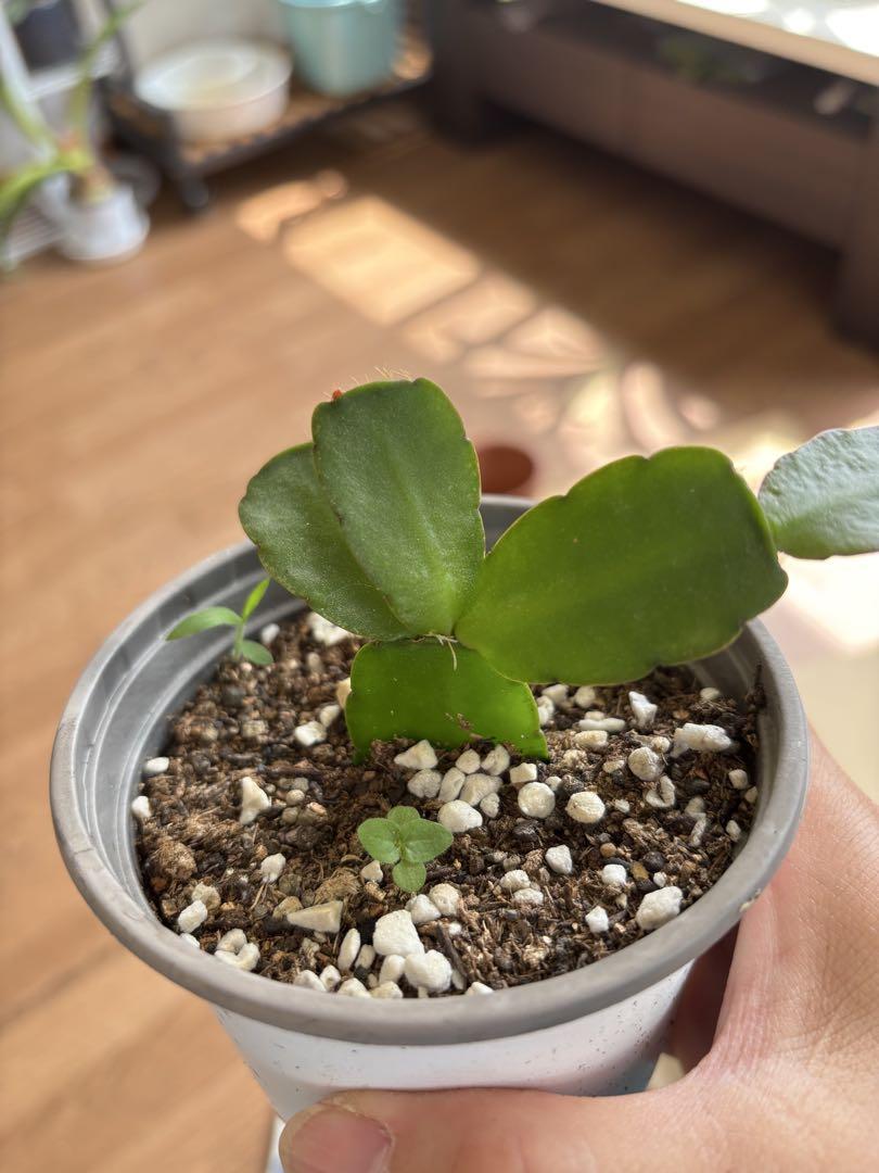 つぼみ付き】多肉植物 イースターカクタス オレンジ 鳩座 （発根