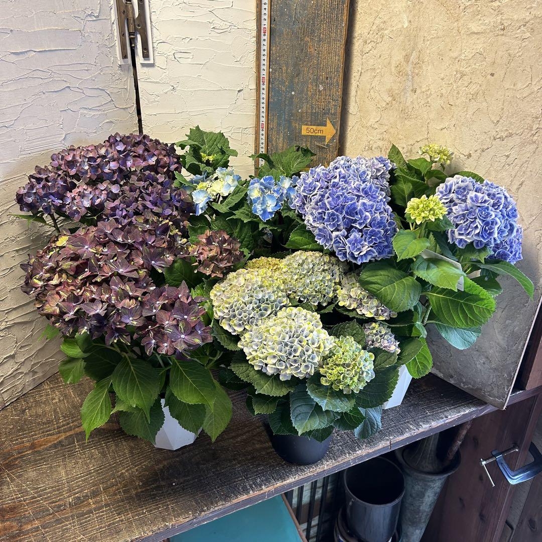 アジサイ　ブルー&パープル　5寸5種5鉢 紫陽花
