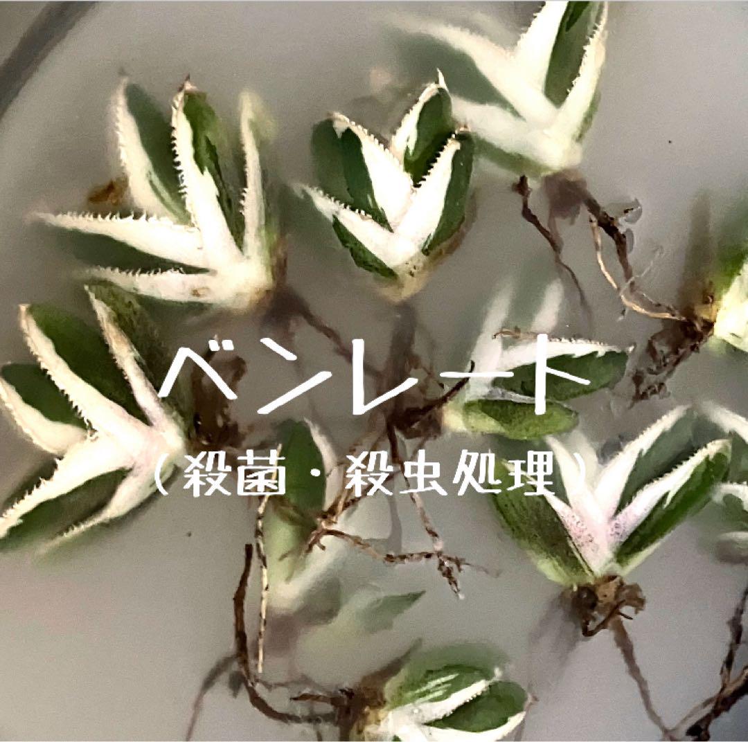 確認用【3000取引感謝企画】速達　②希少　特大　アガベ　豆豆龍錦TC