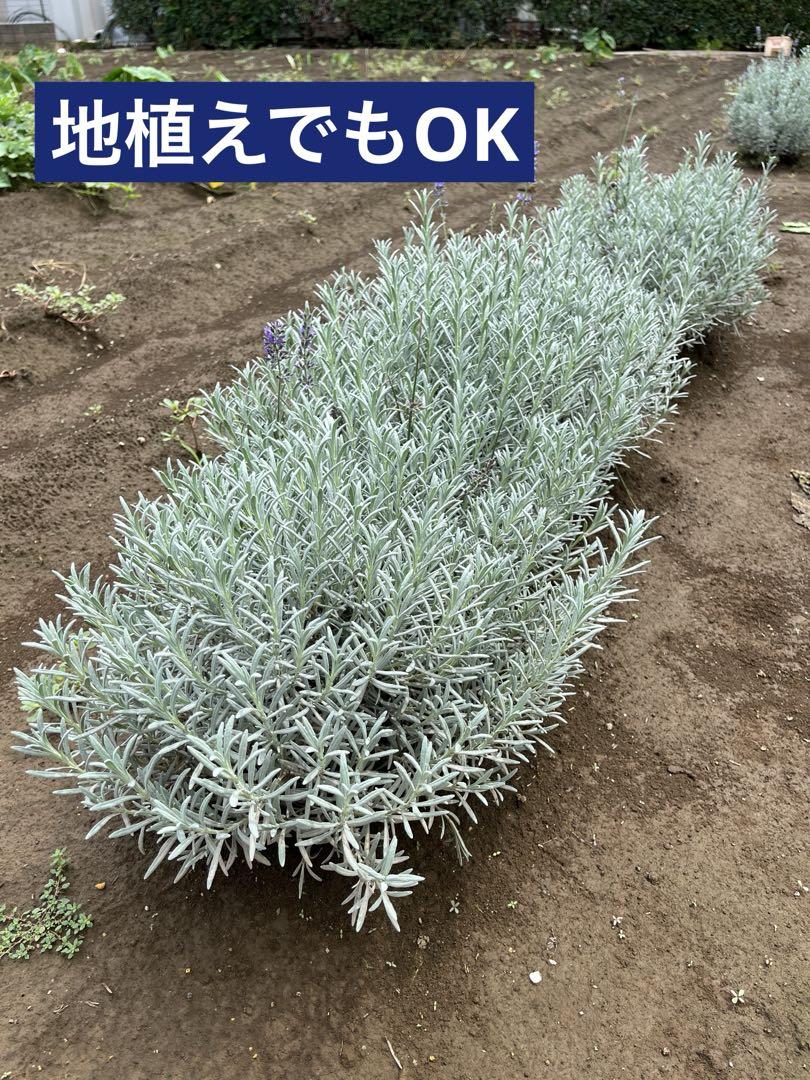 卍 ラベンダーlavender苗5株