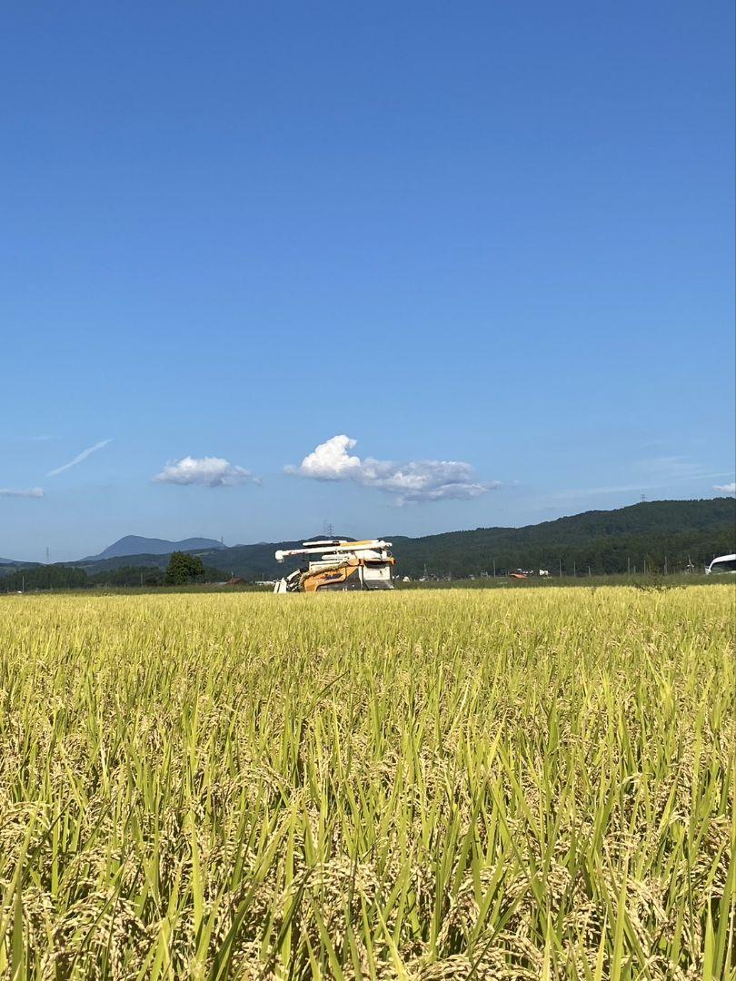 新之助 訳あり米 30kg【5kg×6袋】