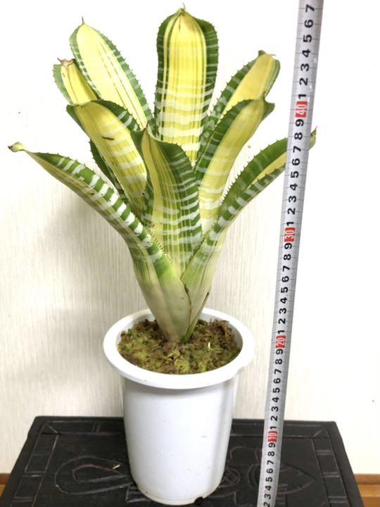 【希少】Aechmea エクメア ムルフォーディ マルバ 沖縄育ち 希少】Aechmea エクメア ムルフォーディ マルバ 縄育ち