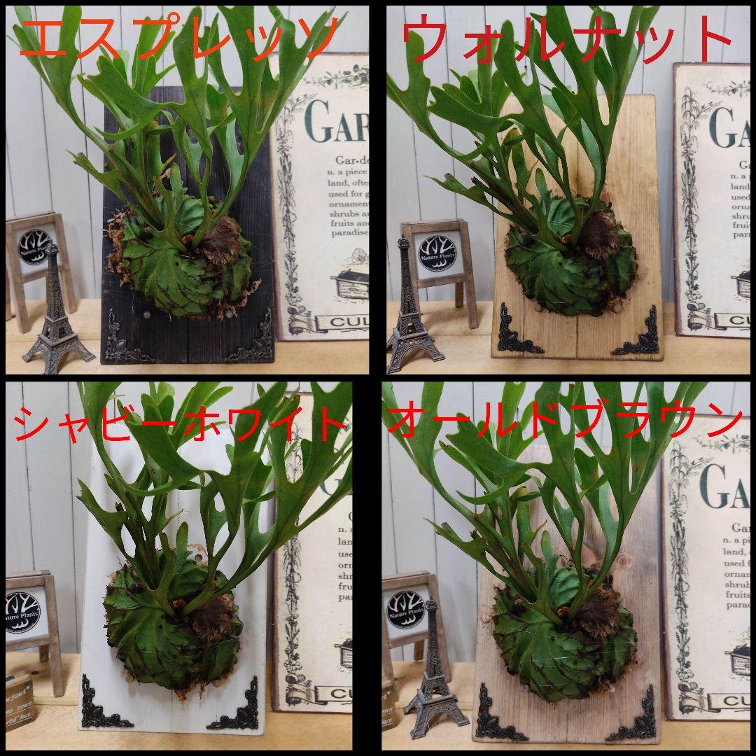 A001激レア貴重種!大株!ヒドノフィツム カミニフェラム現地球 7/2輸入 A001激レア貴重種!大株!ヒドノフィツム カミニフェラム現地球 7/2輸入