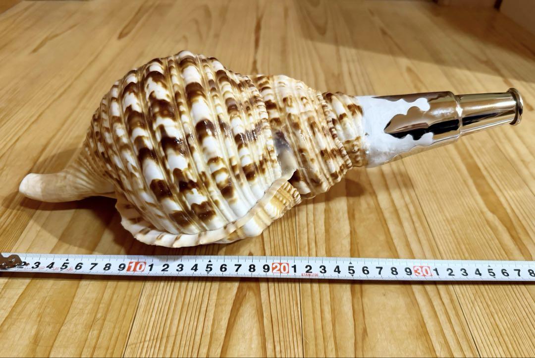 大型38㎝修験道法螺貝　山伏　密教　ほら貝　ホラガイ 大型38㎝修験道法螺貝 山伏 密教 ほら貝 ホラガイ