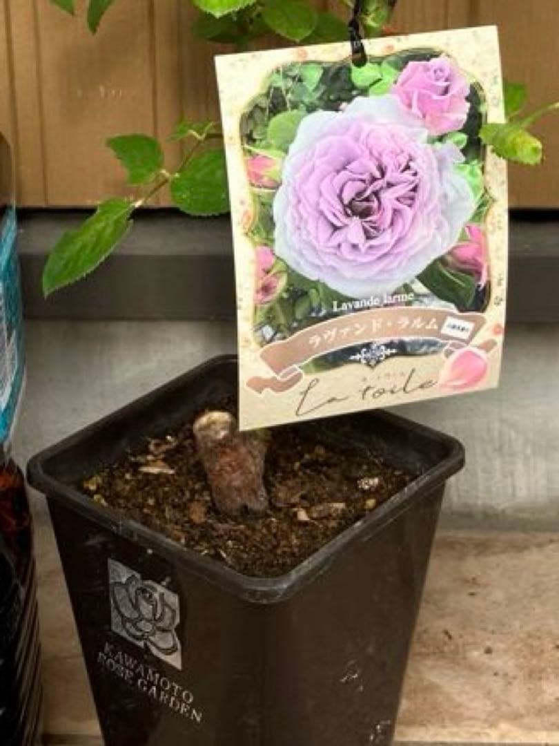 正規品接木バラ苗】河本 新品種ラヴァンドラルム ラベル付き