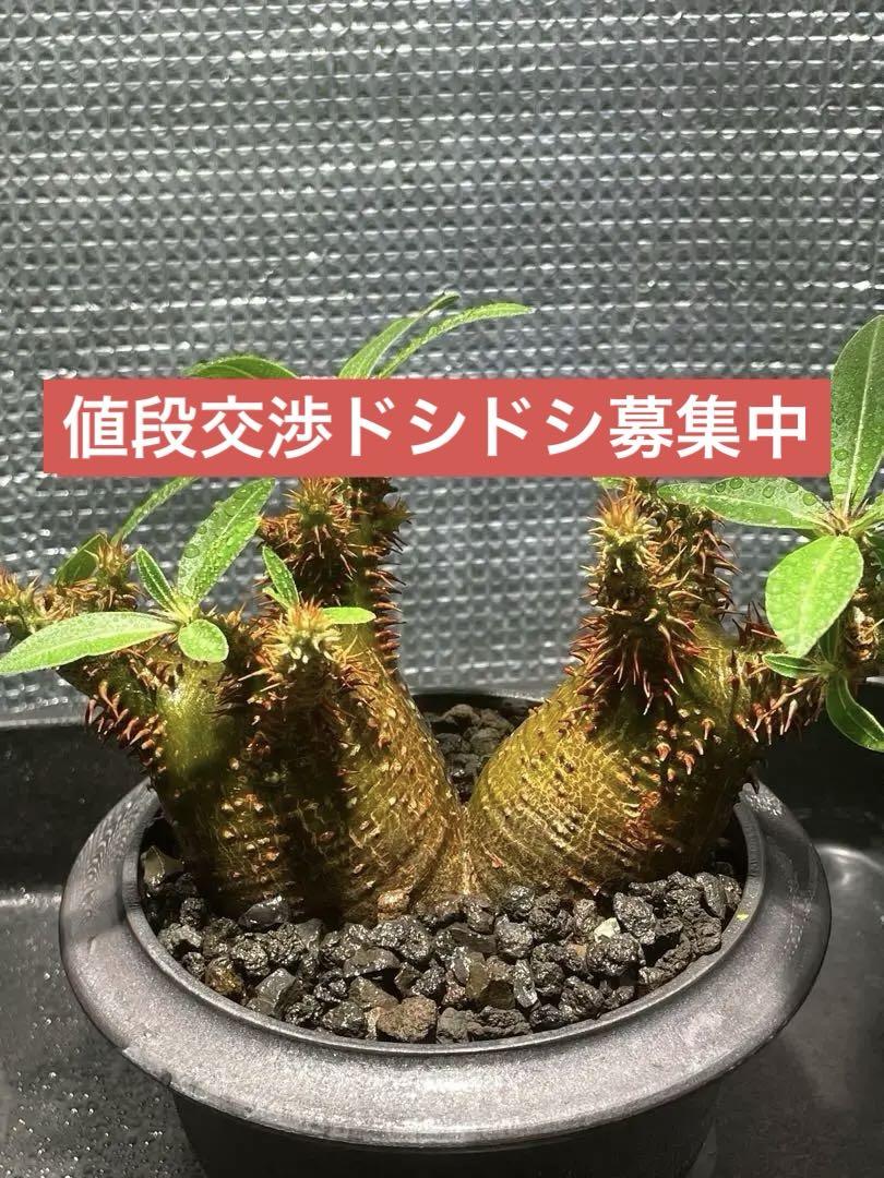 パキポディウム マカイエンセ 二頭(創作鉢付き) 管理4年目 現地