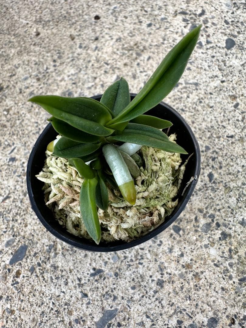 富貴蘭 紅福】183 【人気沸騰】 12730円 www.shelburnefalls.com