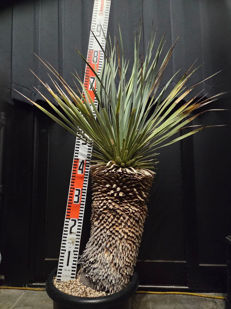 ユッカロストラータ (に) 太株 ユッカロストラータ (に) 太株