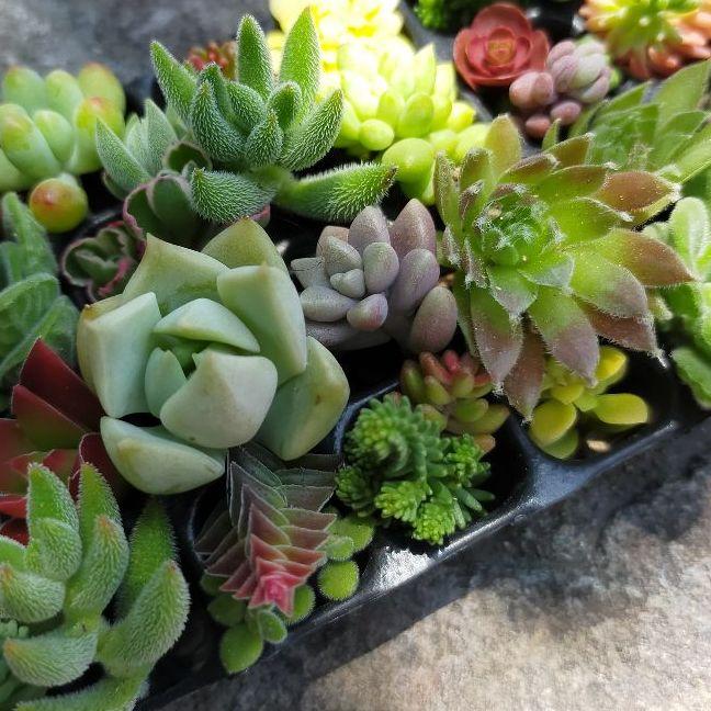☆超目玉】 多肉植物 寄植え用 脇役系カット苗セット セダムやクラッスラ 植物/観葉植物 ☆超目玉】 多肉植物 寄植え用 脇役系カット苗セット セダムやクラッスラ 植物/観葉植物