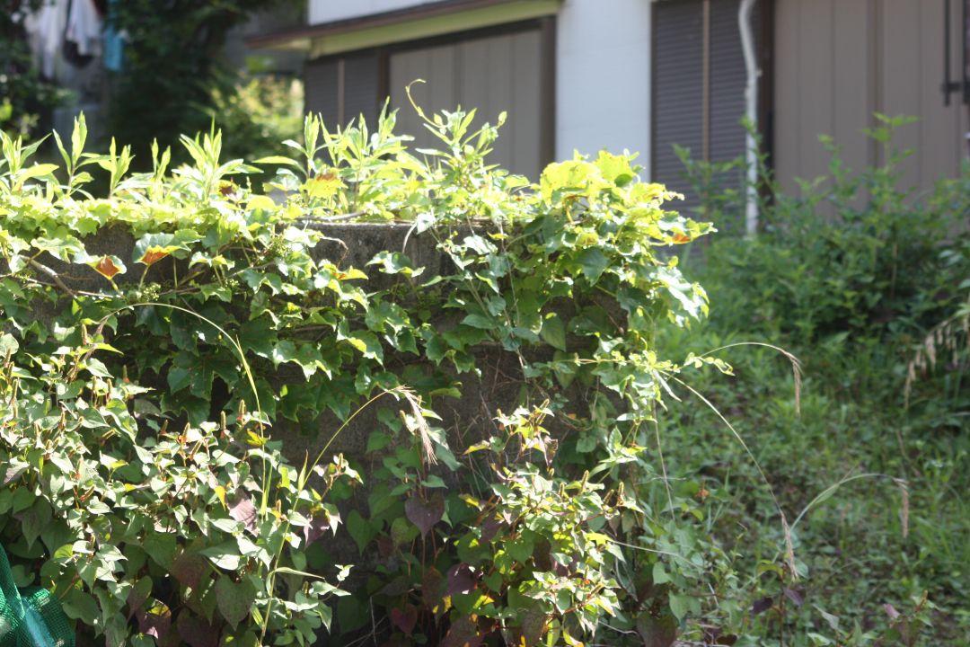 SIGMA 70-300mm f4-5.6 MACRO キヤノン用　EFマウント
