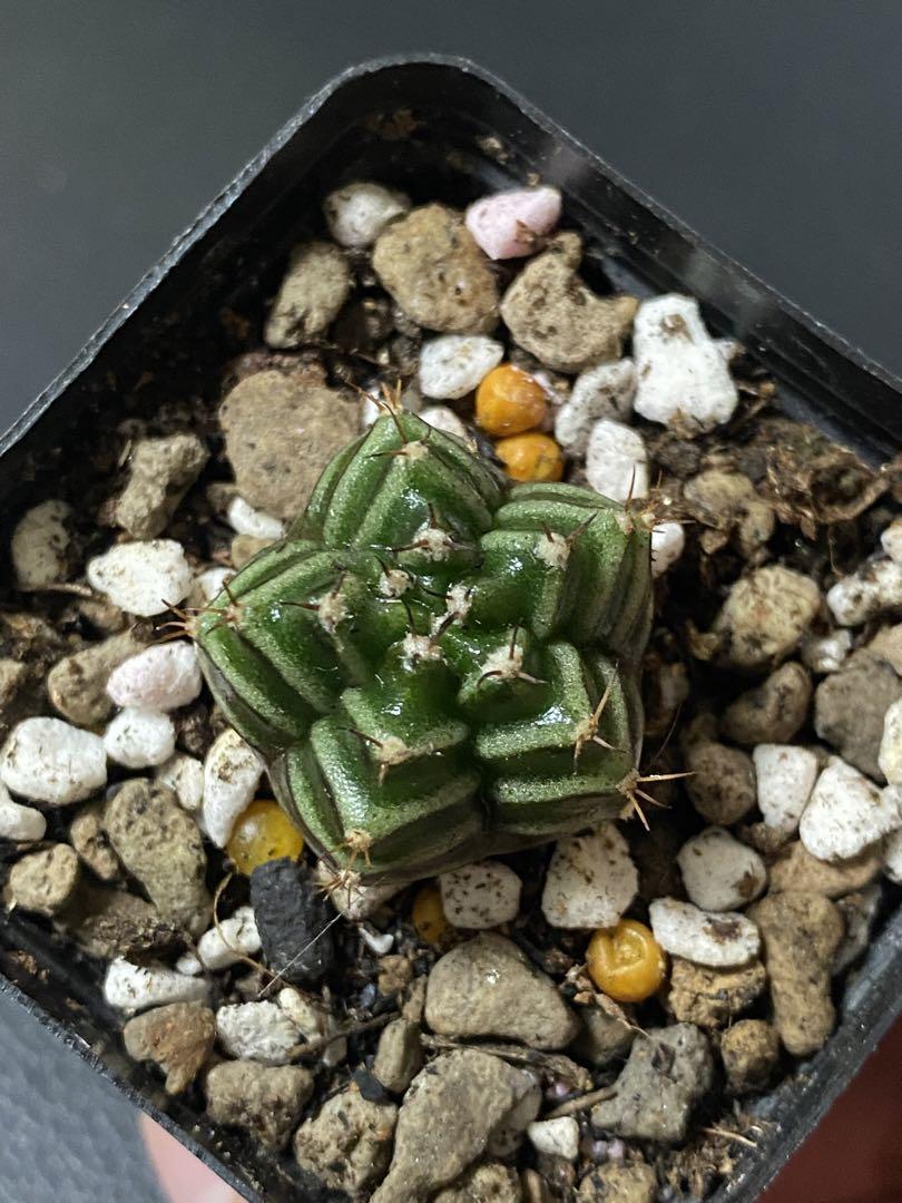 【チッチ】ご注文分のまとめ