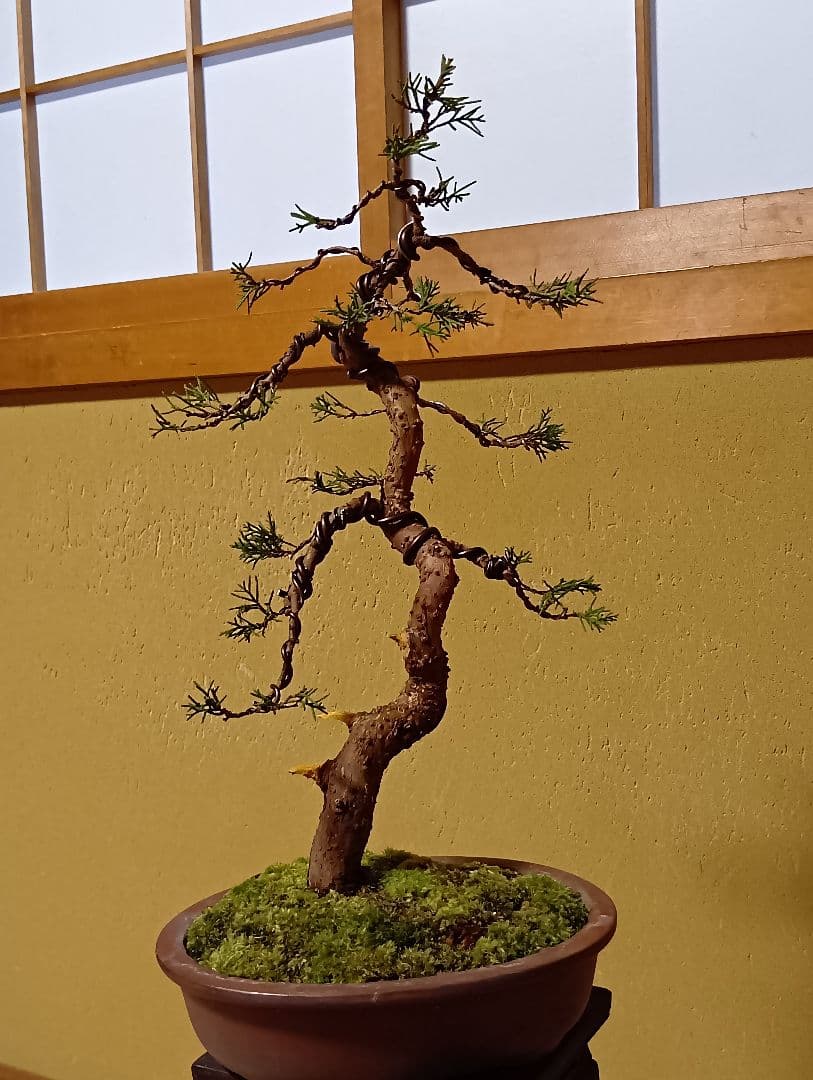 糸魚川真柏 糸魚川真柏