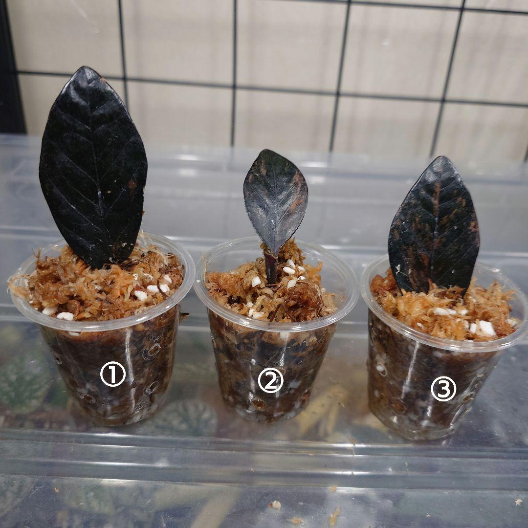 ザミオクルカスレイヴンピンク斑③ 微発根